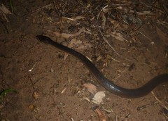 Stegonotus australis