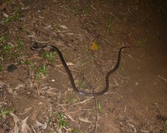 Stegonotus australis