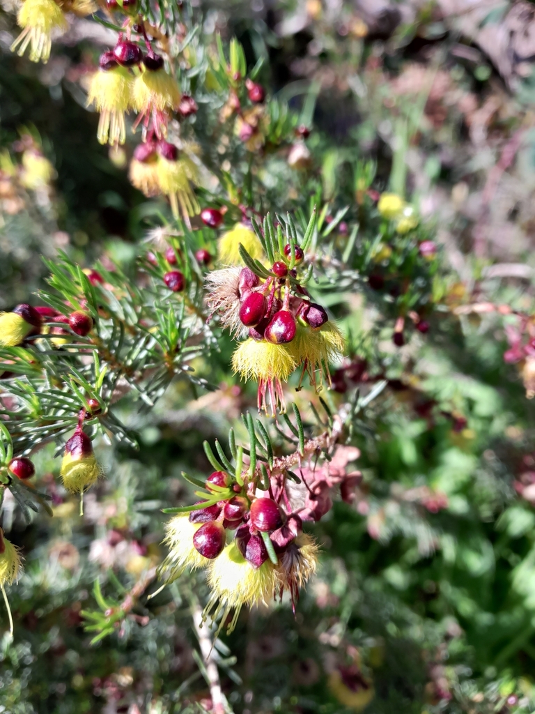 Chamelauciinae