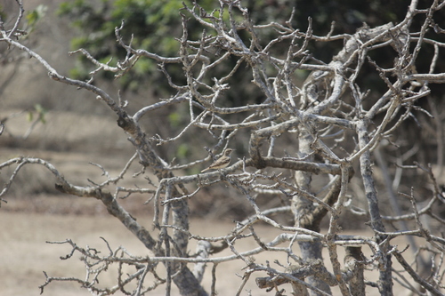 Geositta peruviana paytae