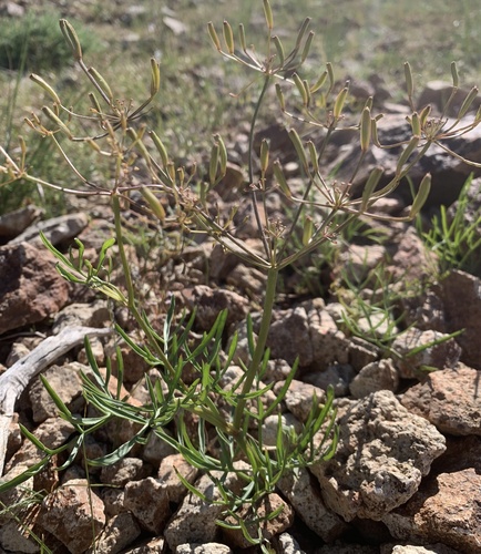 Idaho biscuitroot (Lomatium idahoense)