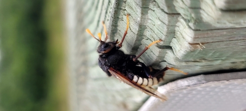 North American Elm Sawfly