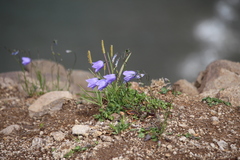 Campanula intercedens