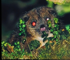 Plush-Coated Ringtail photo 1