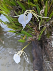 Brassavola nodosa image