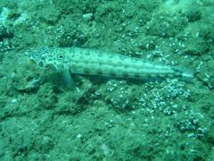 Parapercis clathrata
