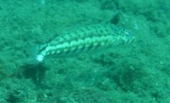 Parapercis clathrata
