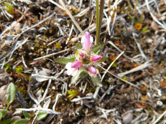 Pedicularis hirsuta