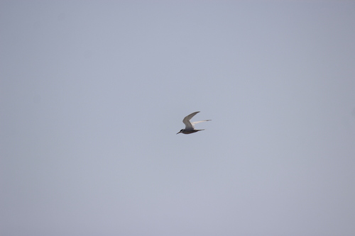 Peruvian Tern (Sternula lorata), photo 6