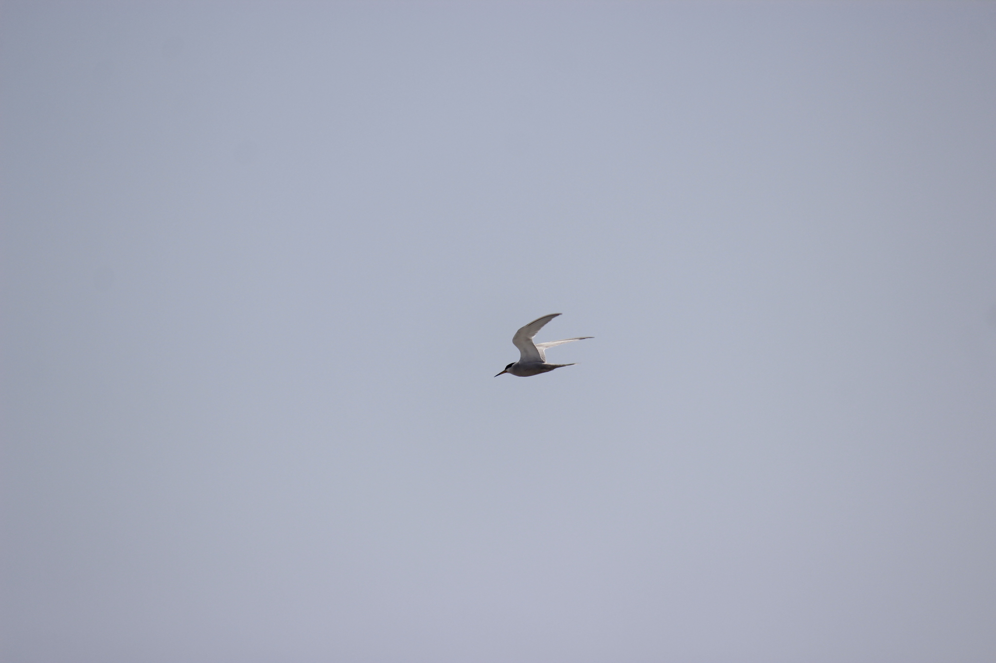 Peruvian Tern (Sternula lorata), photo 4