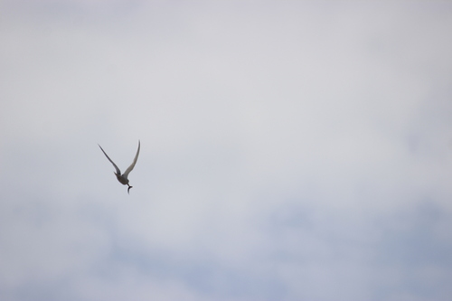 Peruvian Tern (Sternula lorata), photo 7