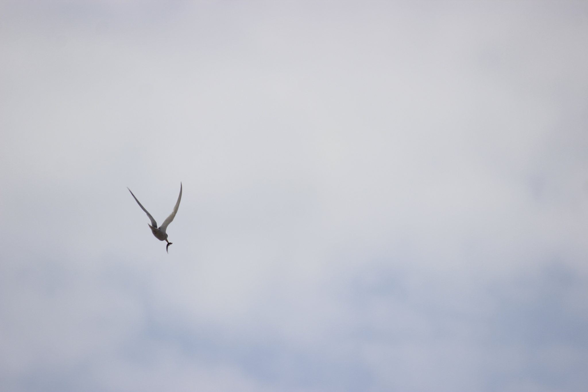 Peruvian Tern (Sternula lorata), photo 5