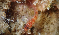 Divine Dwarf Goby photo 4