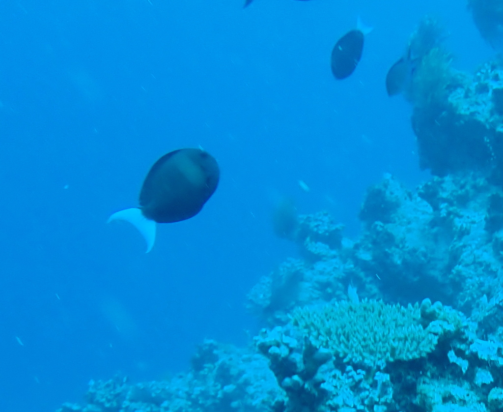 Thompson's surgeonfish