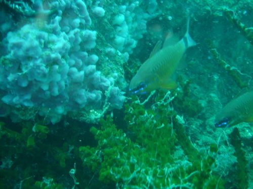 Ostorhinchus fleurieu