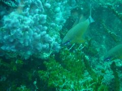 Ostorhinchus fleurieu