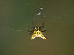 Micrathena lucasi