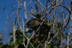 Certhidea fusca