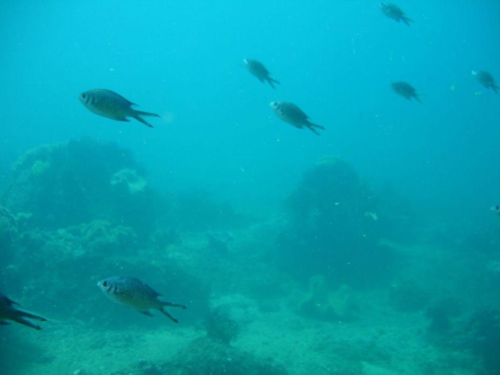 Weber's chromis