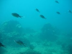 Chromis weberi