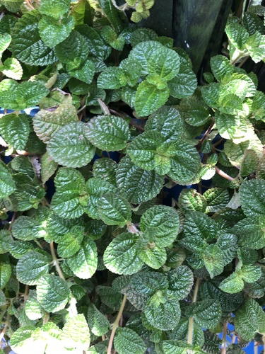 Pilea nummulariifolia