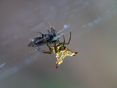 Micrathena lucasi