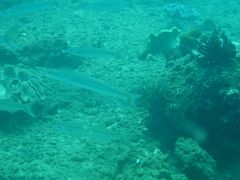 Sphyraena flavicauda