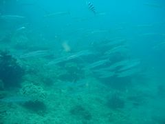 Sphyraena flavicauda