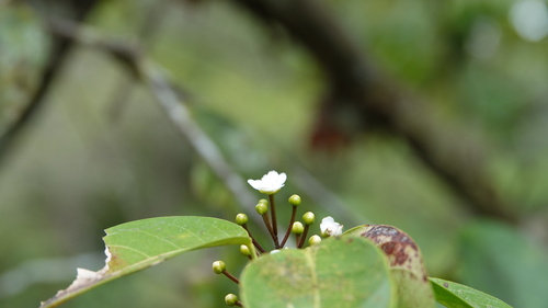 Sagotia racemosa, 2023-07-15