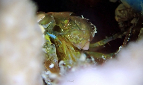 Gonodactylaceus falcatus observed 2023-05-14