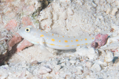 Valenciennea puellaris