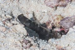 Cryptocentrus fasciatus