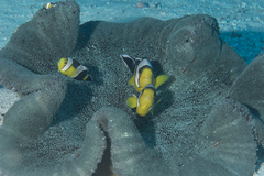 Amphiprion polymnus