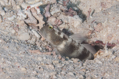 Cryptocentrus fasciatus