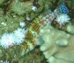 Cirrhitichthys falco