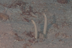 Gorgasia maculata