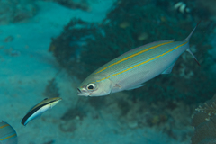 Pterocaesio digramma