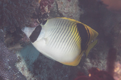 Chaetodon oxycephalus