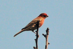 Haemorhous mexicanus