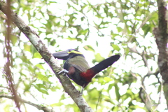 Selenidera spectabilis