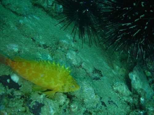 Cirrhitichthys aureus