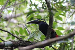 Selenidera spectabilis