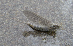 Siphlonuridae