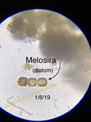 Melosira