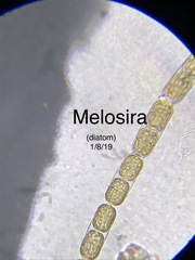Melosira