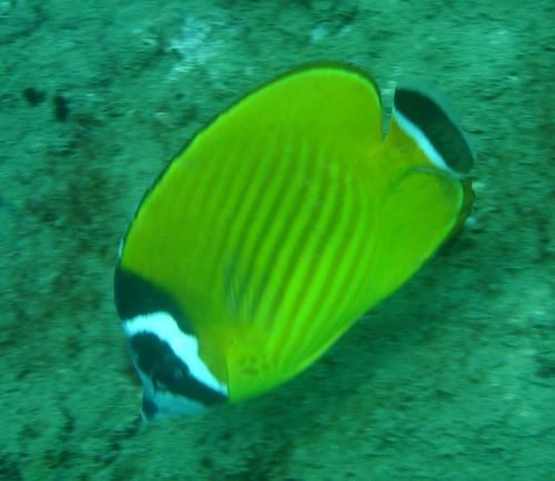 Chaetodon wiebeli