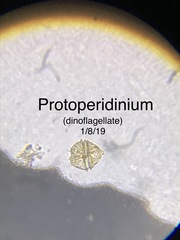 Protoperidinium