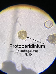 Protoperidinium