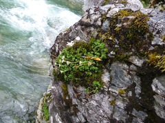 Celmisia bellidioides