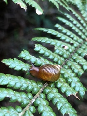 Simpulopsis